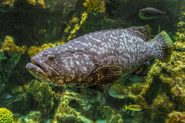 istock Underwater giant grouper fish. Big Epinephelus itajara. 908303884