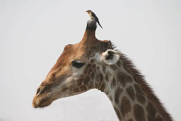 giraffe and oxpecker at kruger national park, south africa