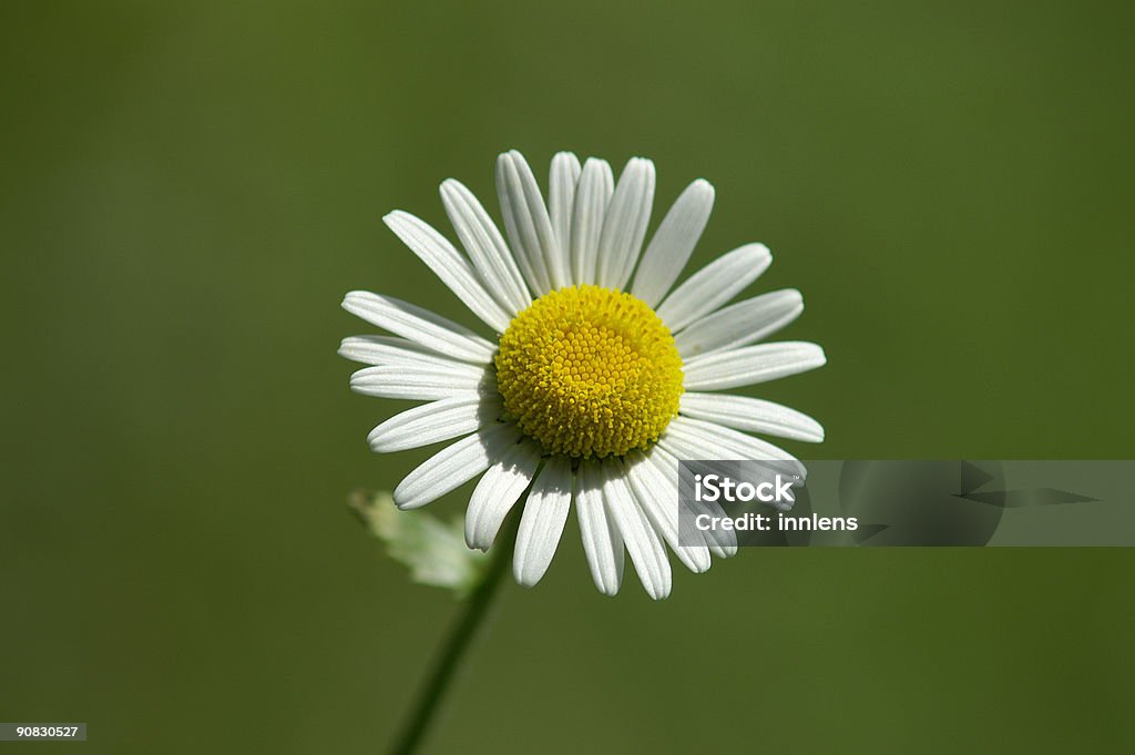 Une Marguerite - Photo de Anthémis libre de droits