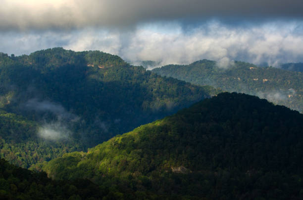 manhã nublada em intervalos - cumberland plateau - fotografias e filmes do acervo