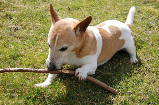 ted out enjoying himself with his stick.