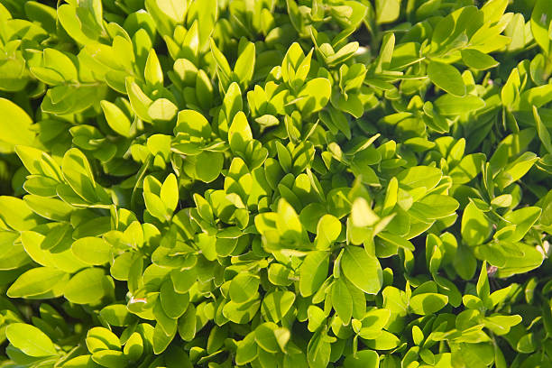 Leaves stock photo