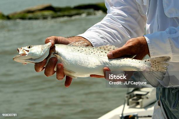 Speckled Trout Stock Photo - Download Image Now - Animal, Animal Fin, Animal Scale