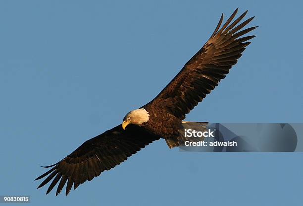 Subdorosły Bald Eagle W Czasie Lotu - zdjęcia stockowe i więcej obrazów Orzeł - Orzeł, Autorytet, Bez ludzi