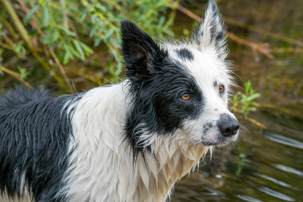 istock Wet black and white piebald collie dog 908310056
