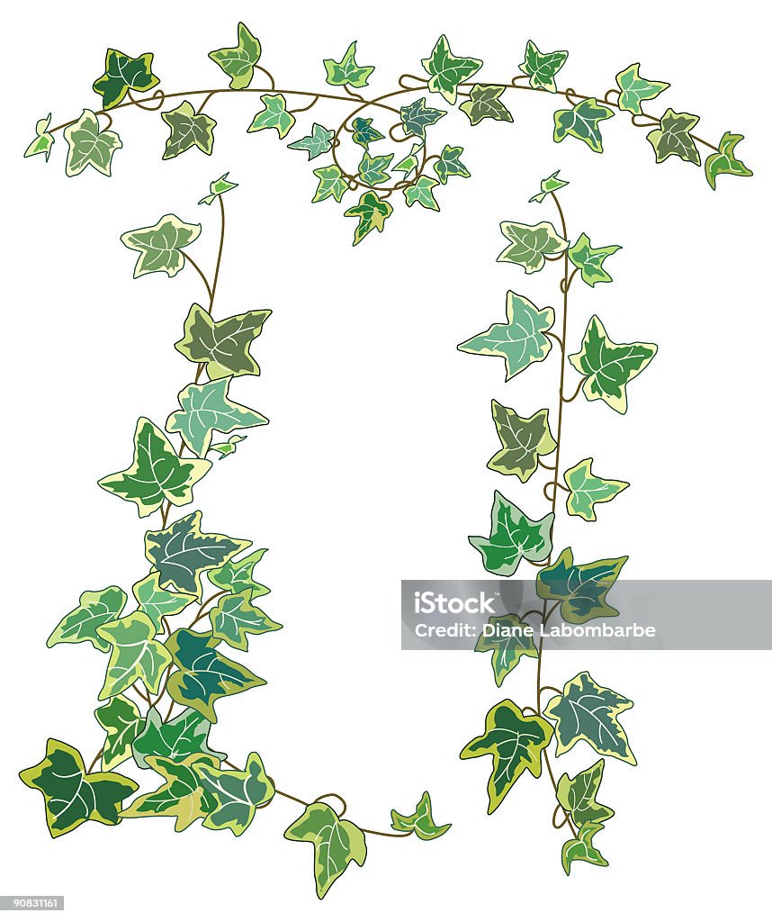 Decorative Variegated Ivy Vines With Light And Dark Green Leaves Stock  Illustration - Download Image Now - iStock
