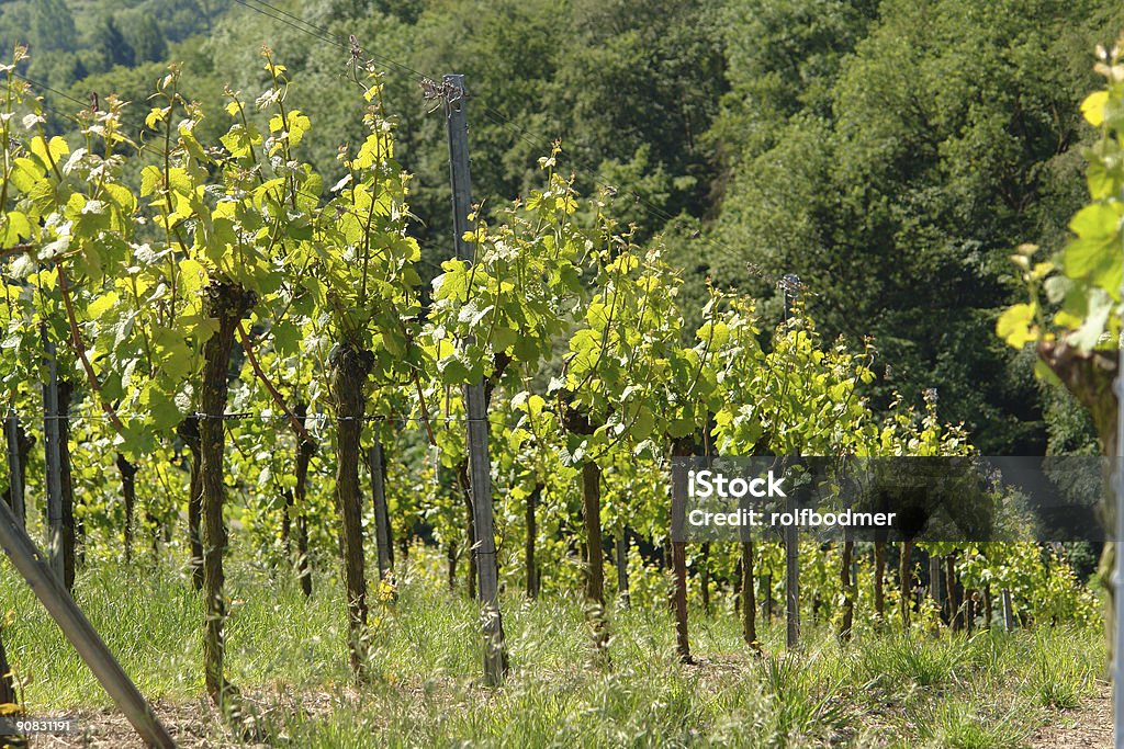 vineyard - Photo de Alcool libre de droits