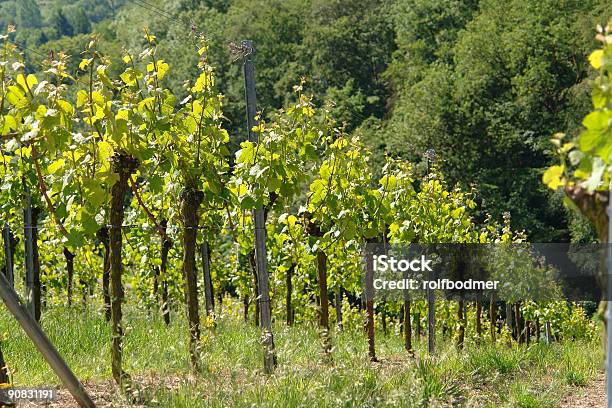 Winnica - zdjęcia stockowe i więcej obrazów Alkohol - napój - Alkohol - napój, Bez ludzi, Dolina