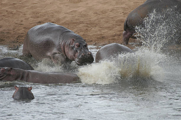 laufenden flusspferde - kruger national park hippopotamus animal mouth animal stock-fotos und bilder