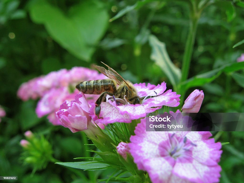 Piccola ape cercando di polline - Foto stock royalty-free di Ala vestigiale