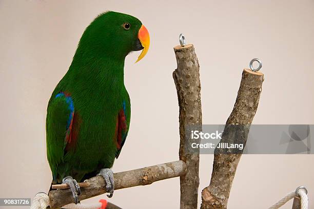 Pappagallo Ecletto - Fotografie stock e altre immagini di Ala di animale - Ala di animale, Animale da compagnia, Animale in cattività