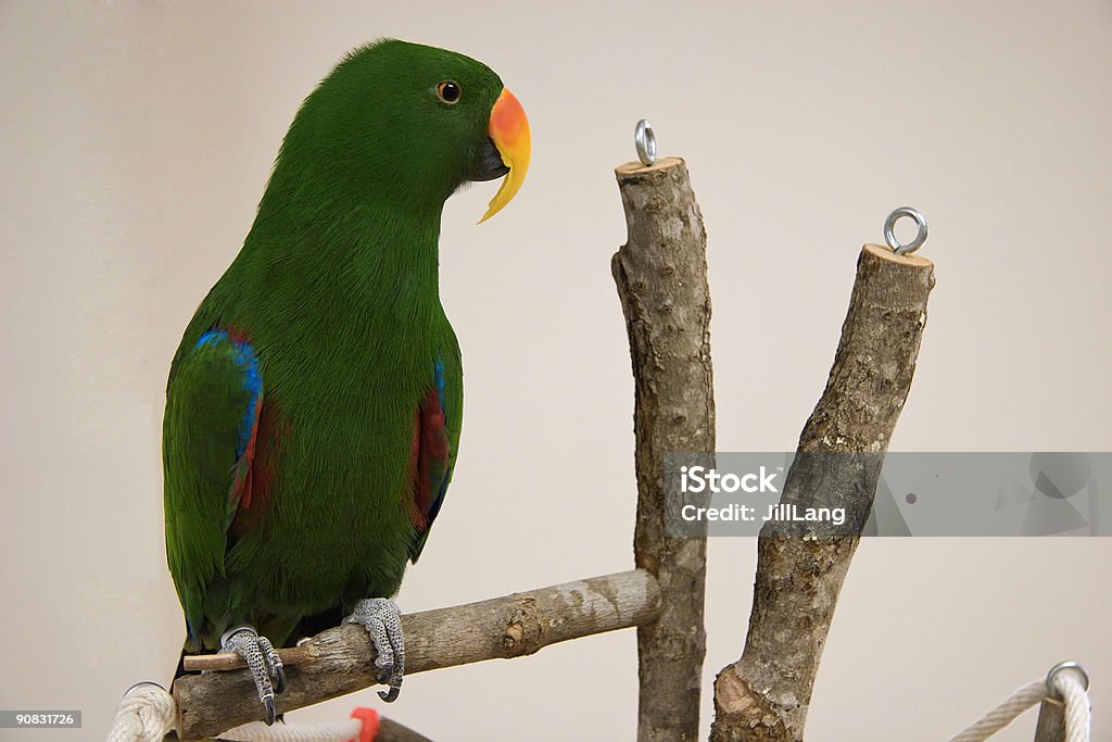 Papagaio Eclectus - Royalty-free Animal Cativo Foto de stock