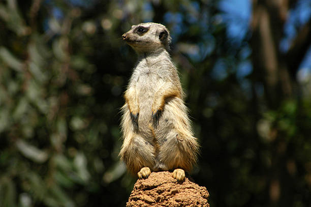 istock Meerkat Lookout 90831819