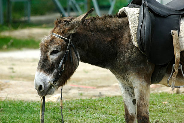 donkey stock photo