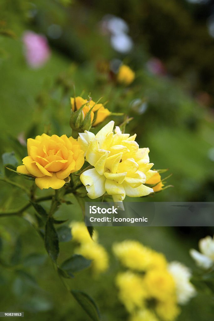 Roses  Beauty Stock Photo