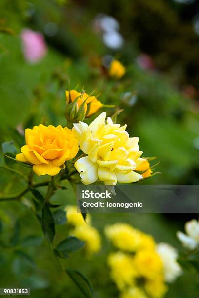 Roses Stock Photo - Download Image Now - Beauty, Beauty In Nature, Botany