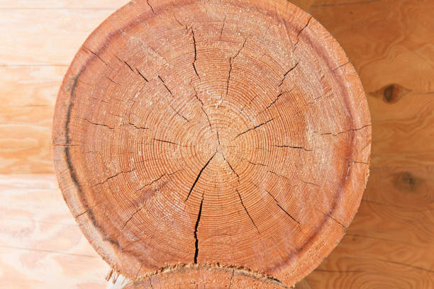 istock Background of larch logs 908321300