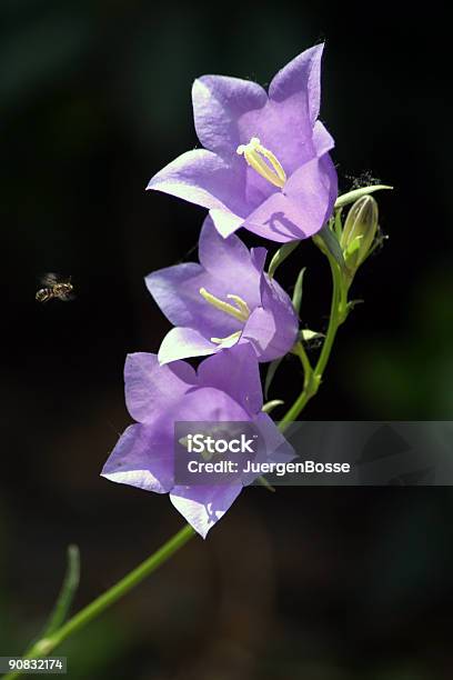 Blatt Bereit Für Landing Stockfoto und mehr Bilder von Baumblüte - Baumblüte, Bewegungsunschärfe, Biene