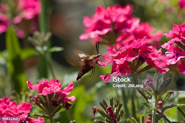 Hemaris Thysbe - Fotografias de stock e mais imagens de Carolina do Norte - Estado dos EUA - Carolina do Norte - Estado dos EUA, Inseto, América do Norte