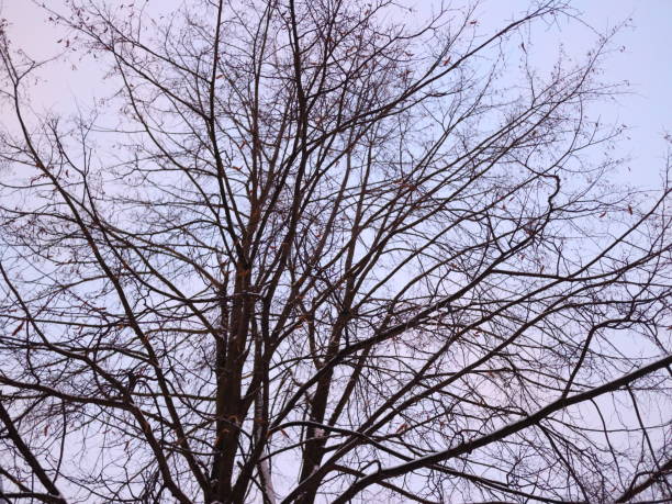 istock crowns of trees without leaves on a winter day 908324676