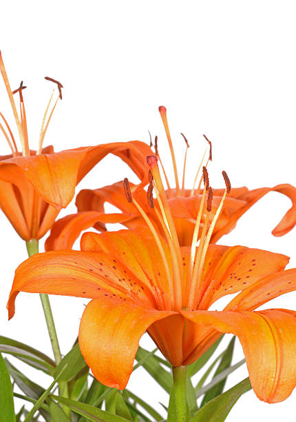 1,000+ Tigerlily Bouquets Stock Photos, Pictures & Royalty-Free Images ...