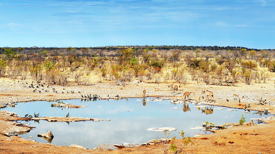Woman tourist on safari in Africa, sitting in front of a puddle of water watching wild animals and birds in the African national park