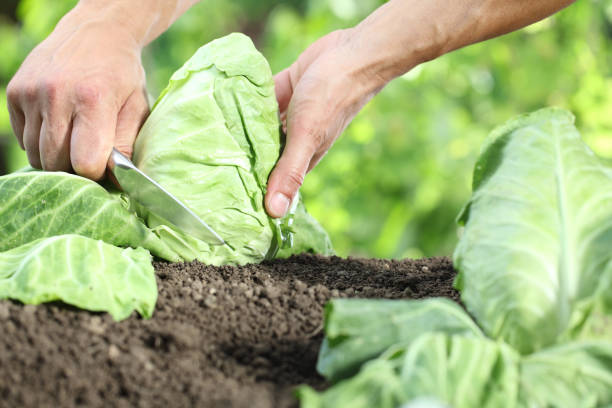 istock Hands picking a cabbage in vegetable garden, close up 908326988