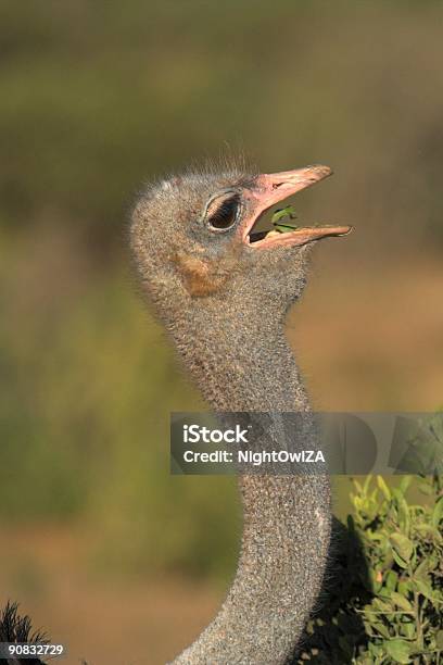 Photo libre de droit de Alimentation Dautruche banque d'images et plus d'images libres de droit de Afrique - Afrique, Animaux de safari, Animaux à l'état sauvage