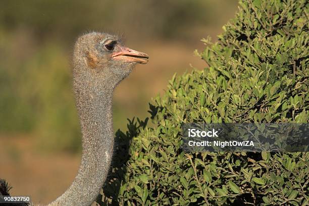 Photo libre de droit de Autruche banque d'images et plus d'images libres de droit de Afrique - Afrique, Animaux de safari, Animaux à l'état sauvage