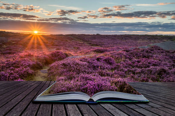 istock Stunning dawn sunrise landscape image of heather on Higger Tor in Summer in Peak District England 908327778