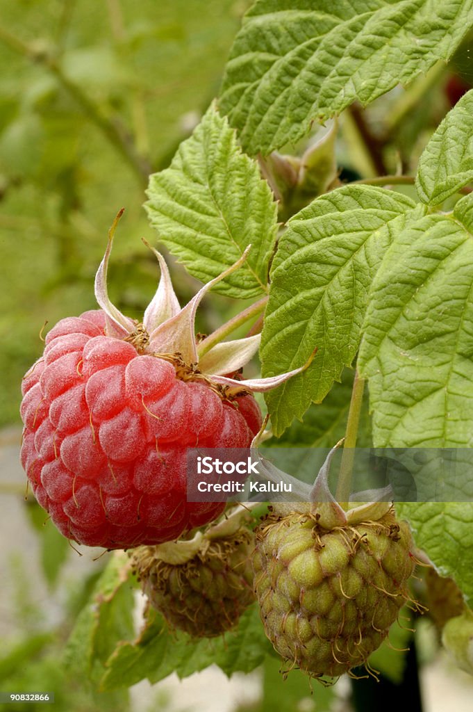 Raspberries, ripening  Affectionate Stock Photo