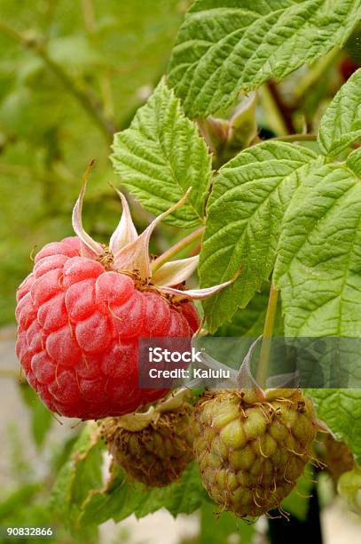 Raspberries Ripening Stock Photo - Download Image Now - Affectionate, Aging Process, Agriculture