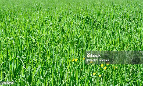 Bereich Von Hafer Stockfoto und mehr Bilder von Agrarbetrieb - Agrarbetrieb, Berufliche Beschäftigung, Blatt - Pflanzenbestandteile