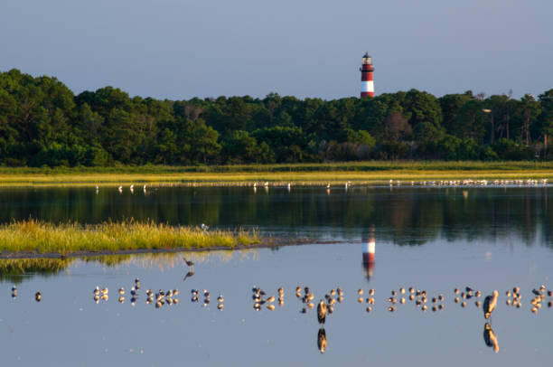 View of the Assateague Island Light House and marshland. View of the Assateague Island Light House and marshland. assateague island national seashore photos stock pictures, royalty-free photos & images