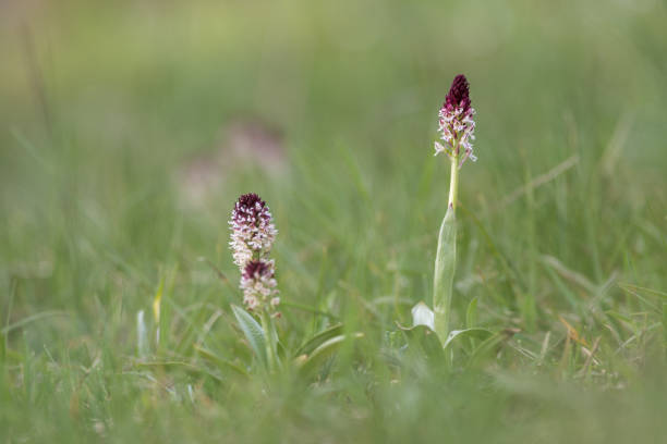neotinea ustulata - wild burnt-tip orchid in meadow orchis ustulata stock pictures, royalty-free photos & images