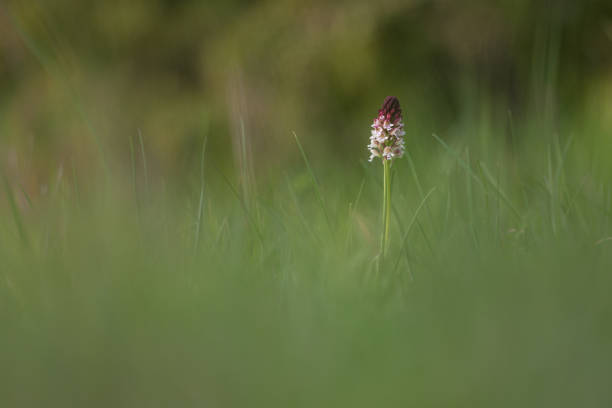 neotinea ustulata - wild burnt-tip orchid in meadow orchis ustulata stock pictures, royalty-free photos & images