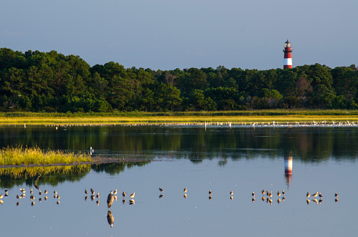 View of the Assateague Island Light House and marshland.