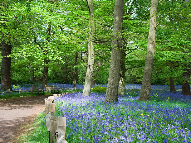 Bluebells  kew gardens spring stock pictures, royalty-free photos & images