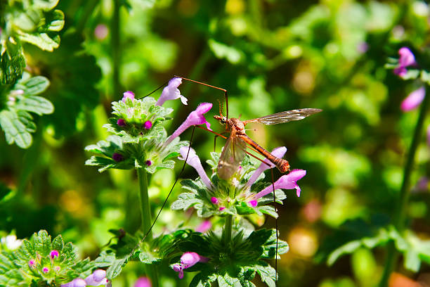 Pode arvorar resolvida mediante uma flor roxa - fotografia de stock