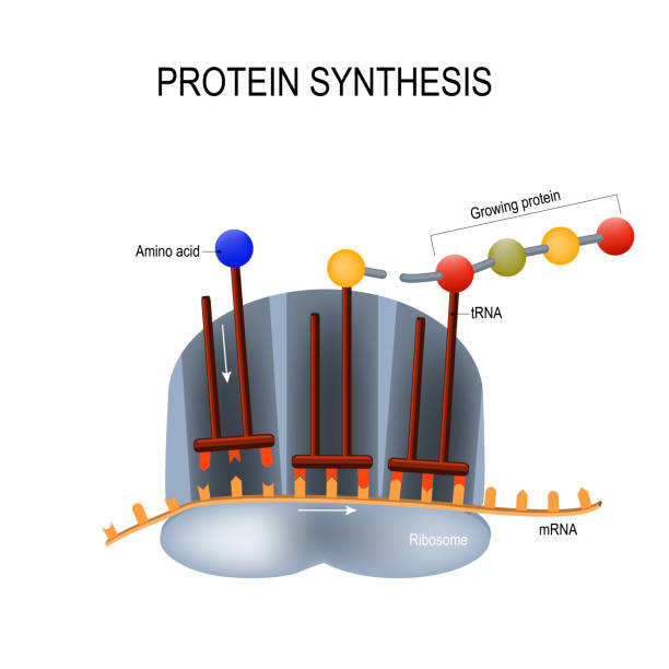 20+ Ribosomal Rna Stock Photos, Pictures & Royalty Biology Diagrams