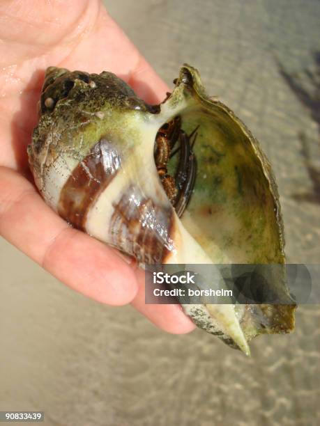 Shy Hermit Crab Stock Photo - Download Image Now - Animal, Animal Hand, Animal Shell