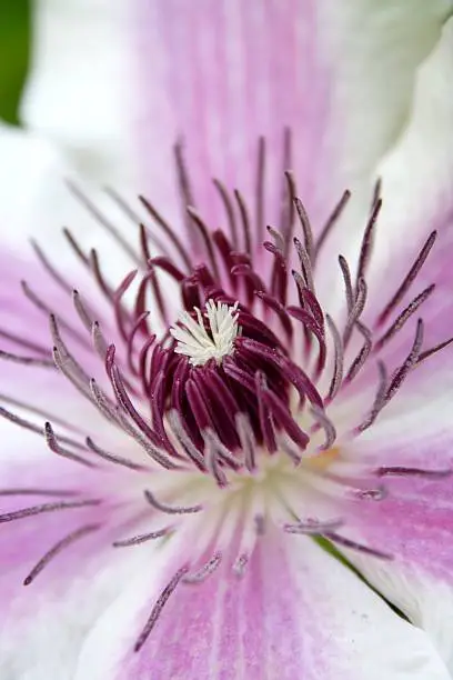 A closeup of the clematis vine's bloom in natural light (slightly overcast with drifting cloud cover). This particular clematis is the "Nelly Moser" variant.