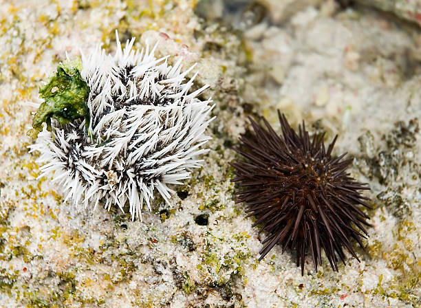 Sea Urchins Two different species of sea urchin near the shore in Barbados. tripneustes stock pictures, royalty-free photos & images