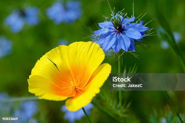 Foto de Eschscholtzia e mais fotos de stock de Amarelo - Amarelo, Baixo - Posição, Beleza natural - Natureza