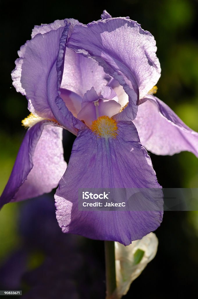 Iris - Lizenzfrei Anmut Stock-Foto