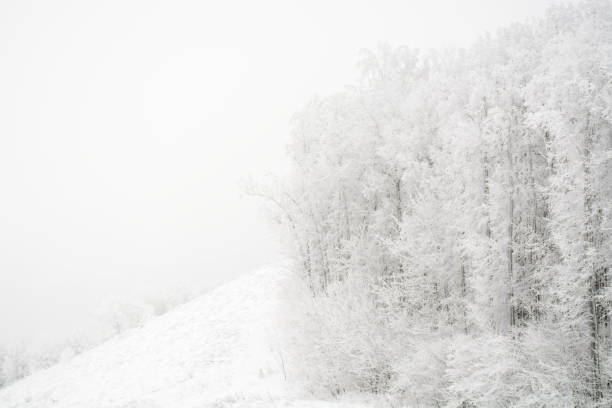 istock Snowy frosty white forest 908337374
