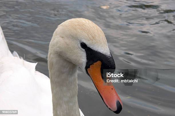 Swan Stock Photo - Download Image Now - Animal Wildlife, Animals In The Wild, Aquatic Organism