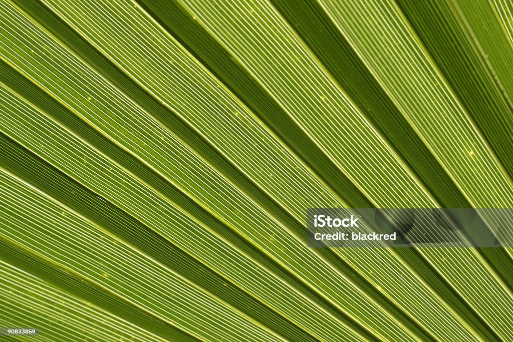 Пальмовый лист фон - Стоковые фото Без людей роялти-фри