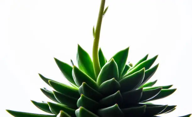 close up of the green plant houseleek, semprevivum