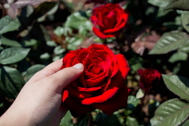 istock Beautiful colorful Rose Flower in hand 908340070